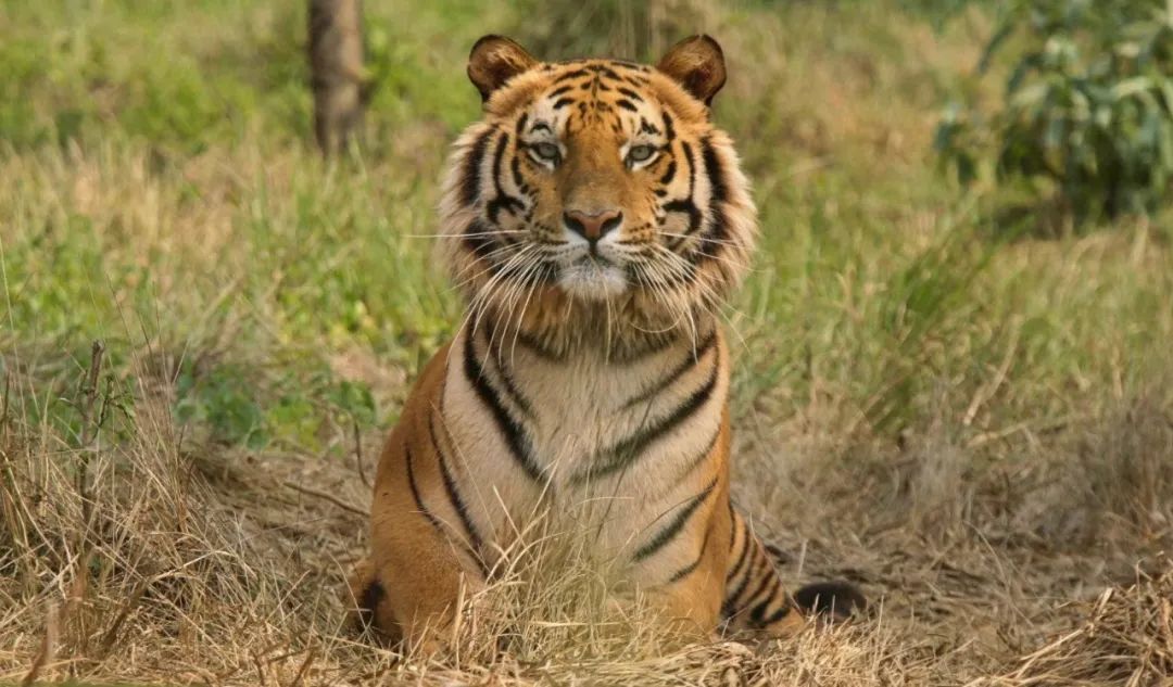 印度夫妻买下140000㎡荒地，倾家荡产就为了活命