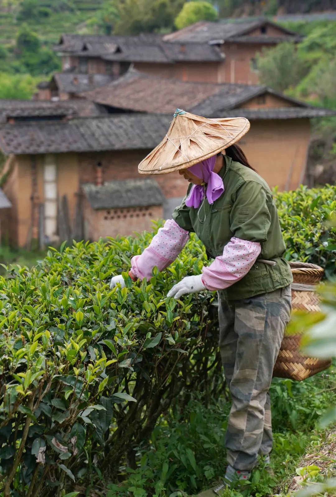 为什么中年人对各种茶欲罢不能