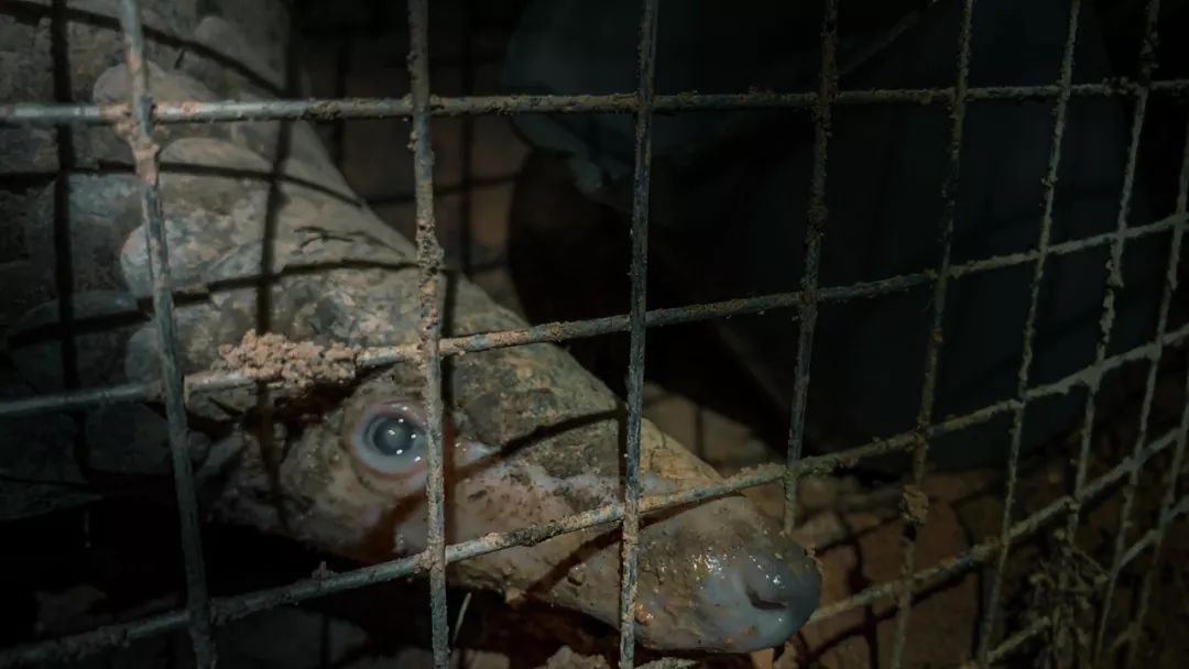 调查记者自述：全世界的穿山甲都在销往中国