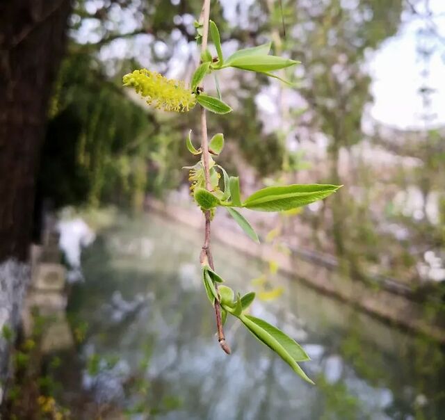 但是它的柔荑花序还在.