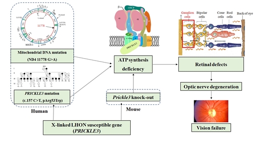 科学 正文 prickle3与m.