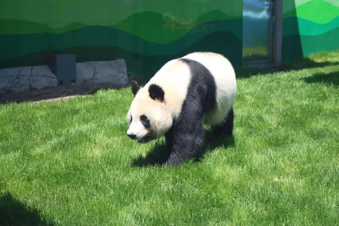 5月30日 鞍山市二一九动物园暨大熊猫馆盛大开园