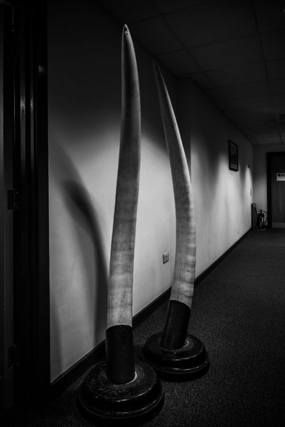 那些因人类的迷信娱乐贪婪，给野生动物带来的苦难