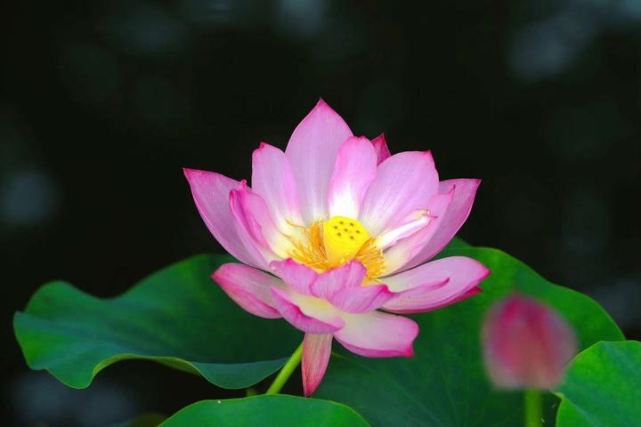 精品区,睡莲精品区,荷花书画插花区,荷花科普区,碗莲缸栽莲花精品区