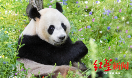 1日凌晨一阵清脆洪亮的叫声今年海外首只大熊猫宝宝诞生在荷兰