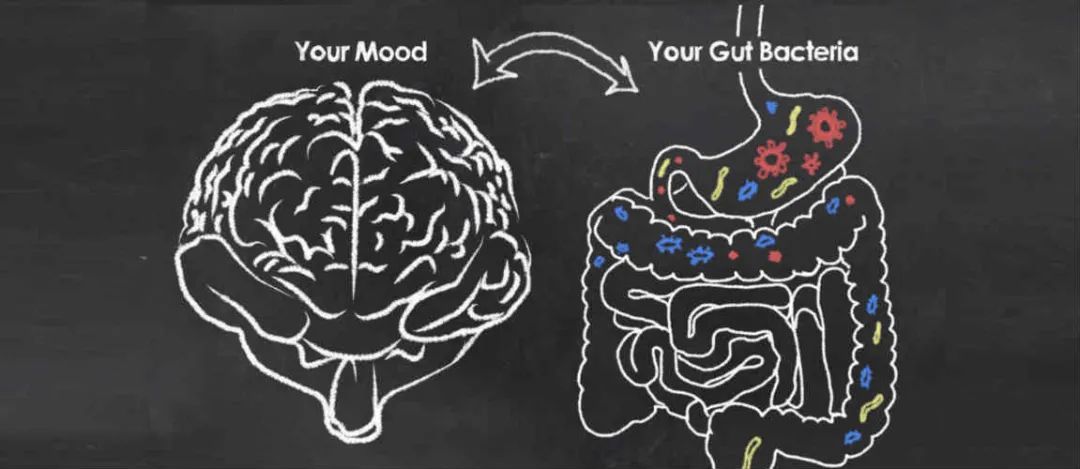 你的恐惧和肠道微生物有关