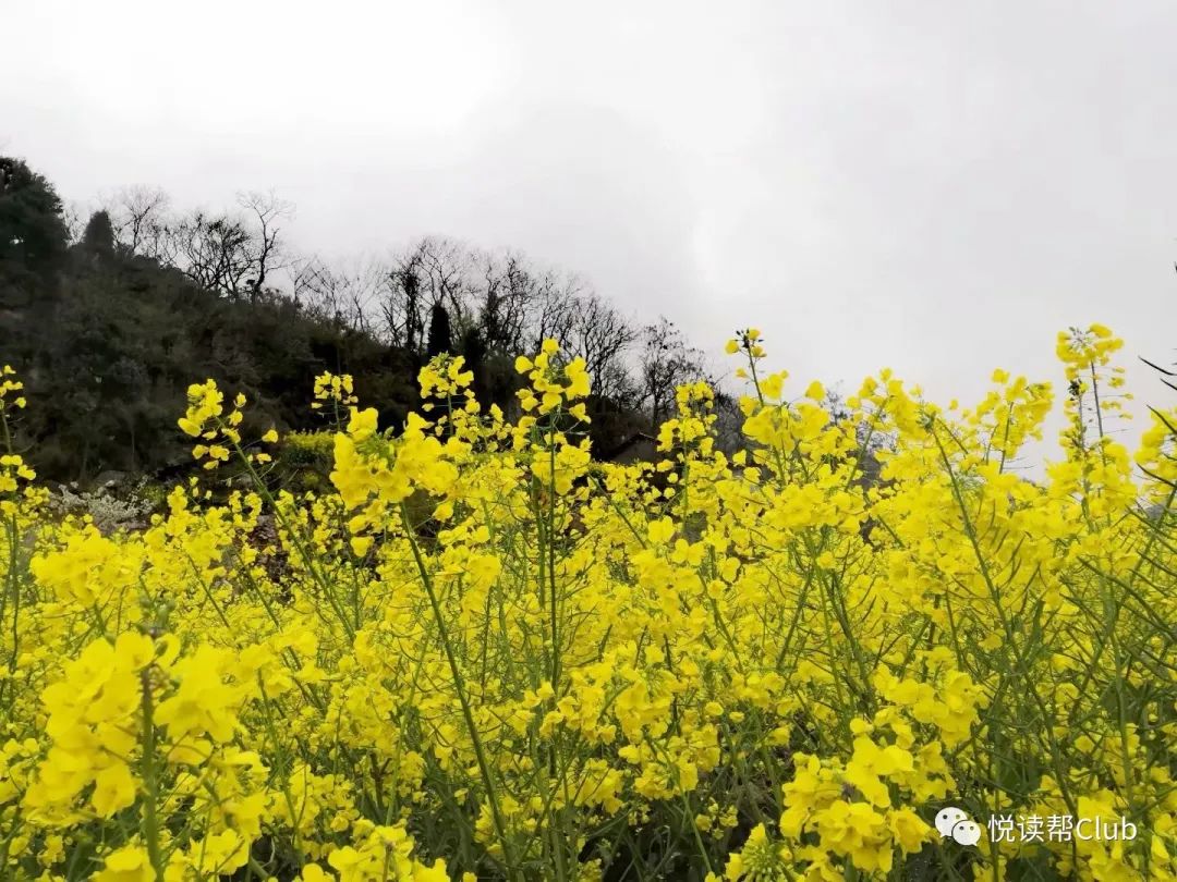 惊艳!安顺三月的春天,都"藏"在这些油菜花田里