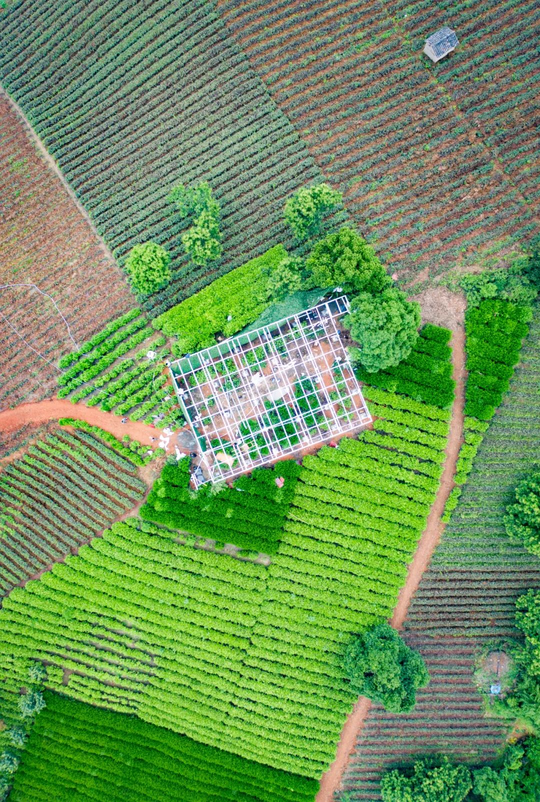 为什么中年人对各种茶欲罢不能