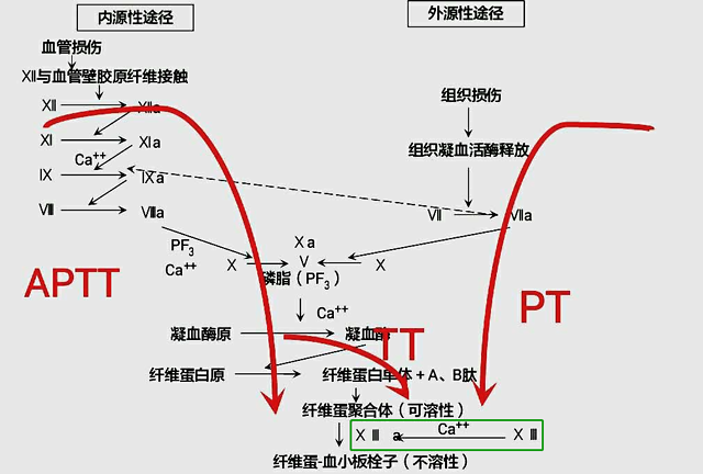 图四:凝血途径示意图 从图中发现,pt,aptt和tt时间都完美避过xiii