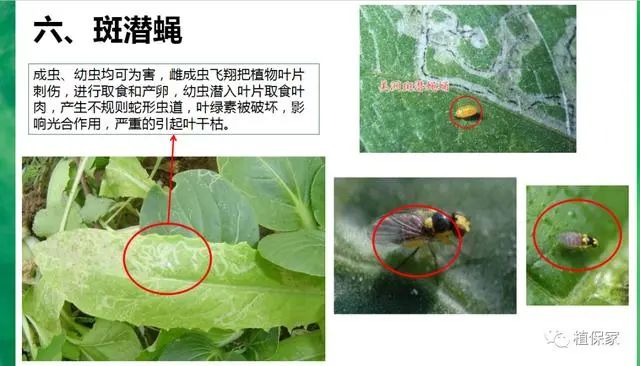 防治方法: (1)农业防治:清洁田园,将被美洲斑潜蝇为害作物的残体集中