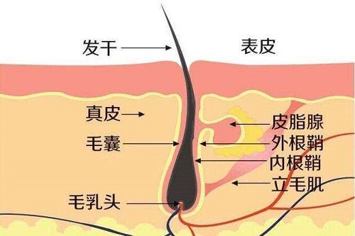 头发油腻不堪,可能是你的头皮毛囊堵塞造成的!