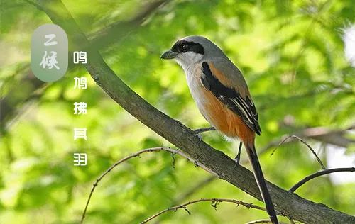 三候,戴胜降于桑(桑树上已经可以见到戴胜鸟)