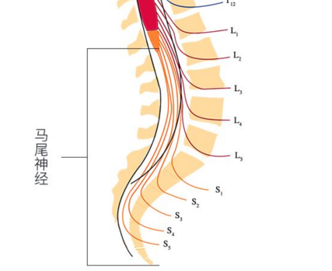 腰椎神经哪里受压会出现相对应的什么症状?和马尾神经有什么关系