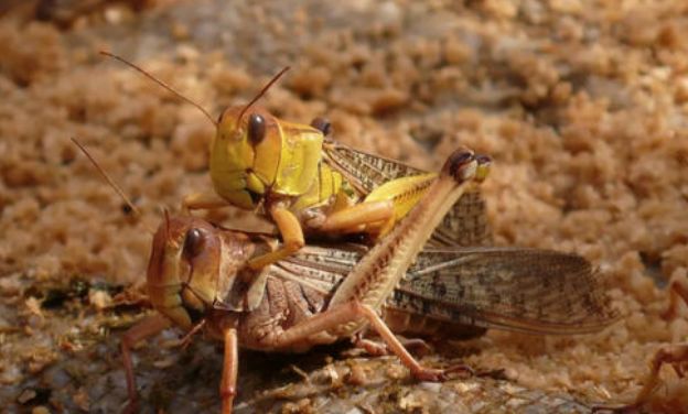 4000亿只，25年来最大蝗灾，市场三大影响