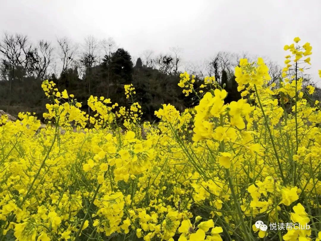 惊艳!安顺三月的春天,都"藏"在这些油菜花田里