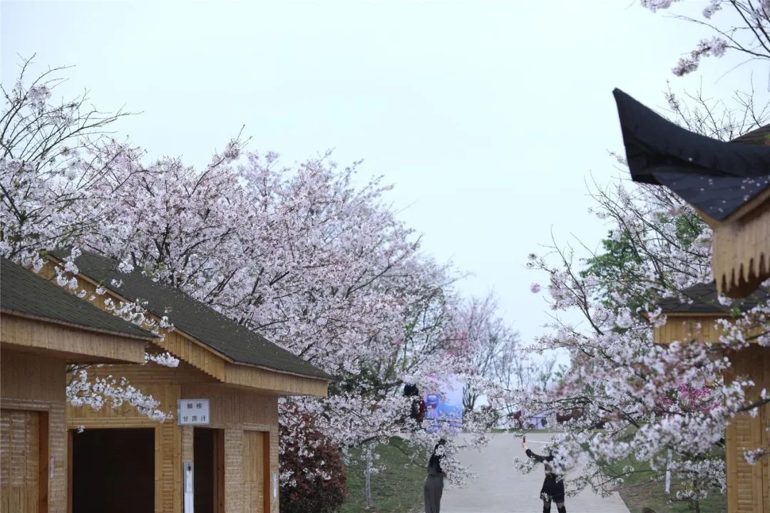 泸州丹林樱花谷漫山遍野的樱花开啦,来邂逅一场粉色浪漫吧