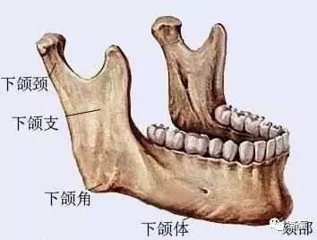 下颌骨分为下颌颈,下颌支,下颌角以及下颌体.
