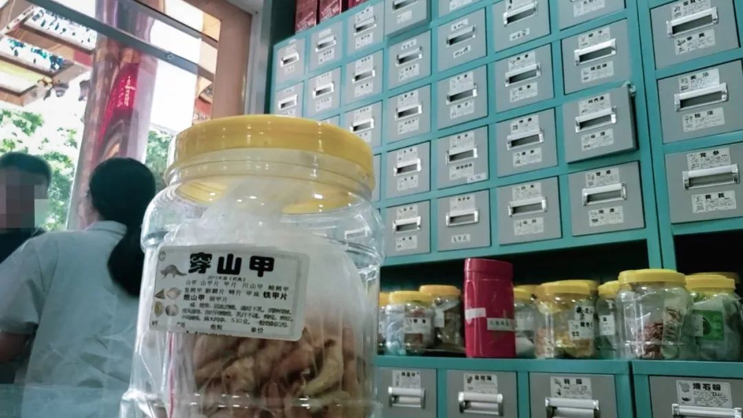 调查记者自述：全世界的穿山甲都在销往中国