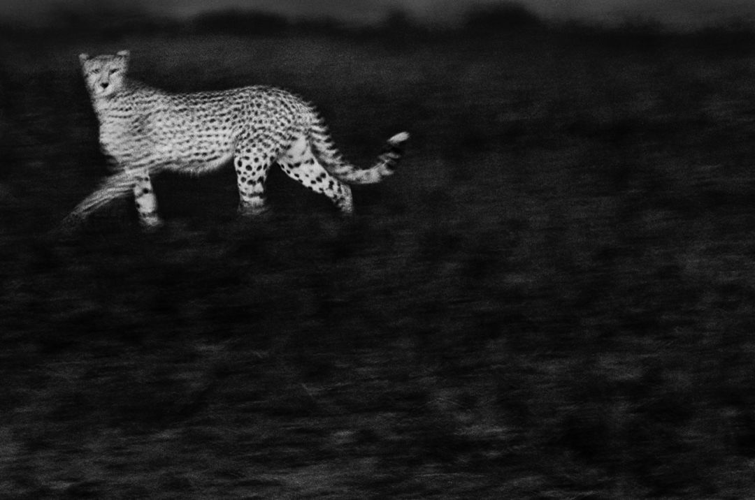 那些因人类的迷信娱乐贪婪，给野生动物带来的苦难