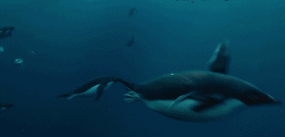 企鹅在冰盖下遨游,尽兴了开开心心地跳回雪地.