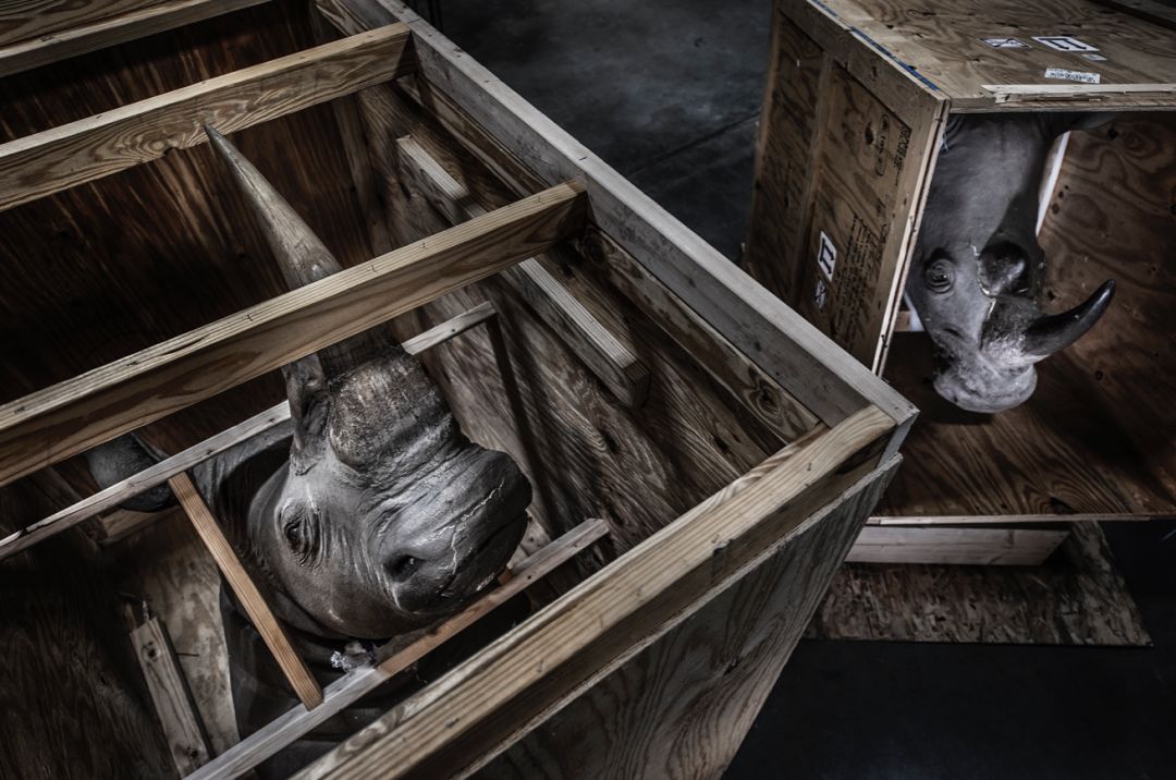 那些因人类的迷信娱乐贪婪，给野生动物带来的苦难