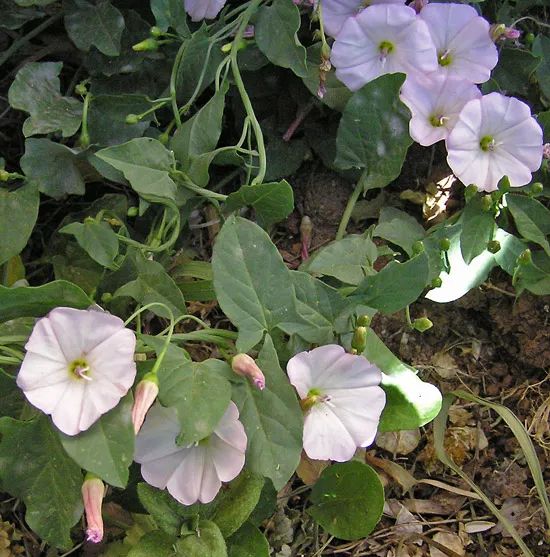 田旋花是属于旋花科旋花属的一种植物,经常被叫做野牵牛,它是野外比较