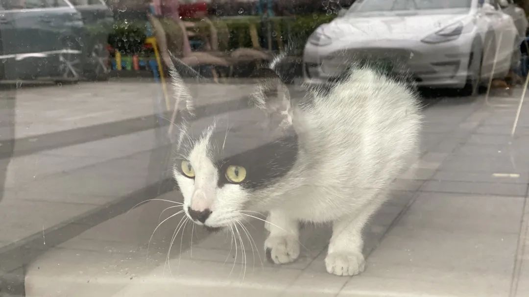 逆行四十日，香港摄记的武汉故事