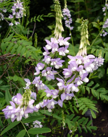 世界人民都有自己的中医|大象公会