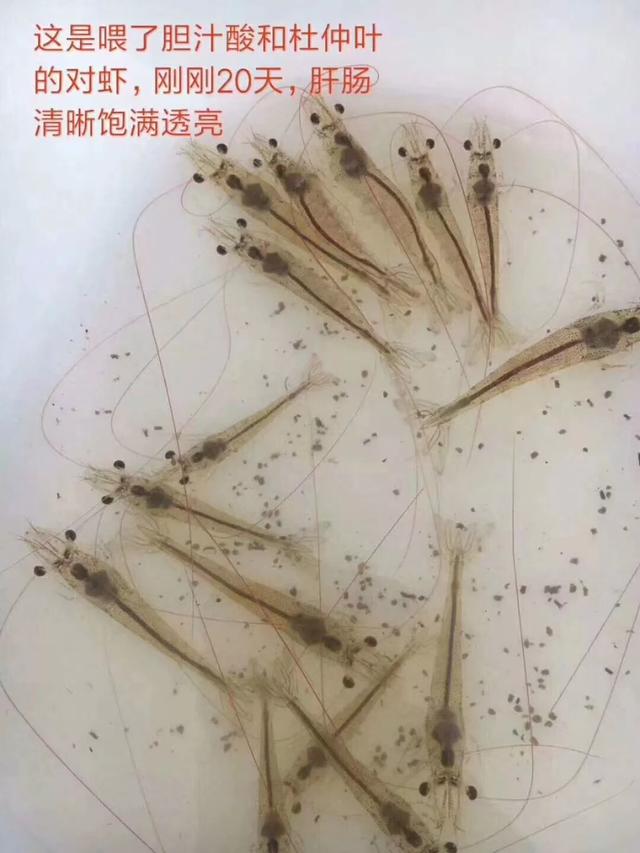 虾肝畅 | 南美白对虾转肝期你都把握不住!那还养什么虾