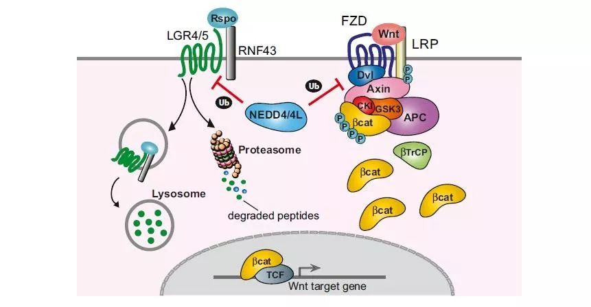 nedd4和nedd4l均通过靶向lgr5受体和dvl2,进行蛋白酶体和溶酶体降解