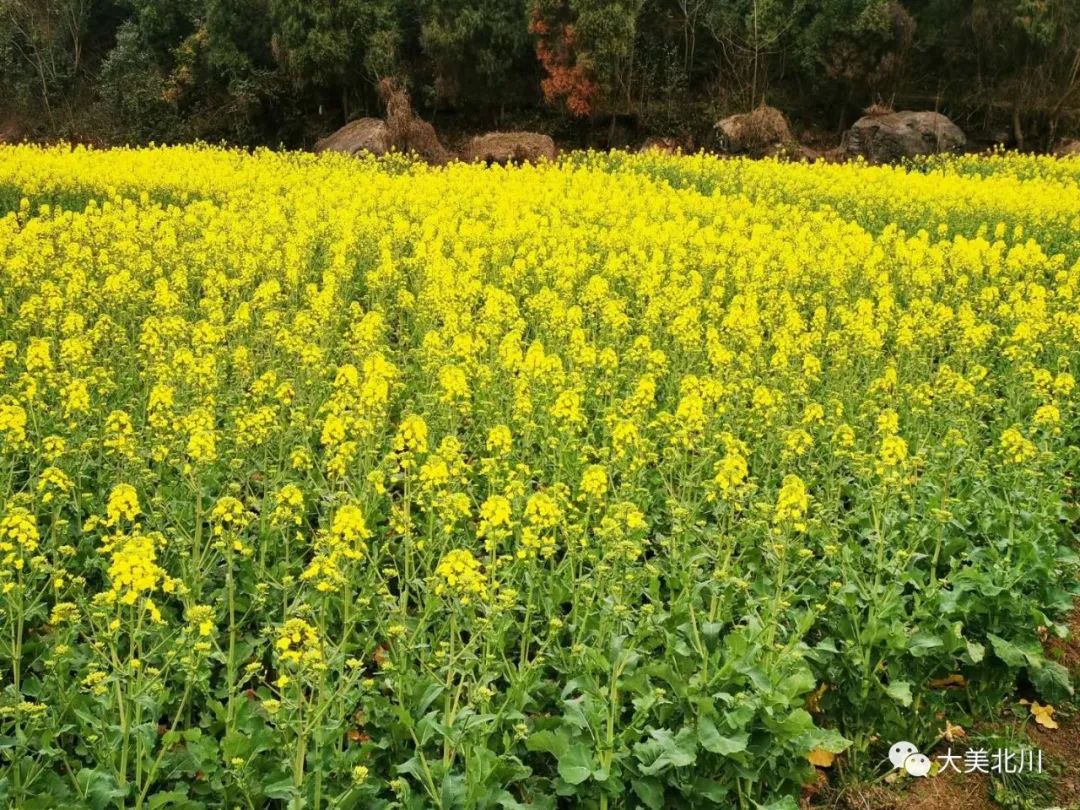 四川绵阳北川油菜花海美翻
