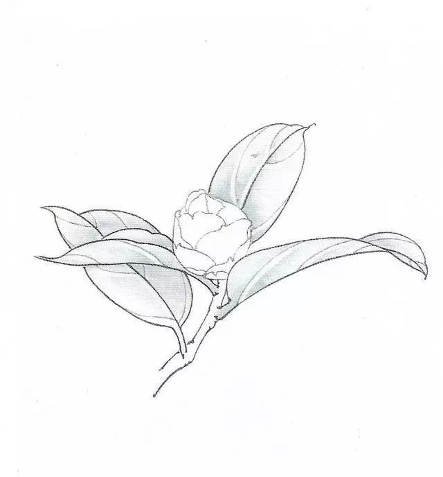 书画鉴赏丨工笔画茶花画法及茶花白描画谱