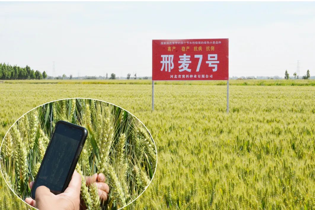 "黄淮麦区北片节水性较好的绿色小麦品种之一,在足墒播种,春浇一水的