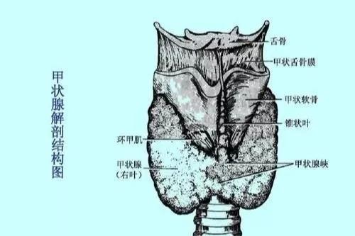 南京甲状腺医院:甲状腺功能,到底查三项还是查五项?