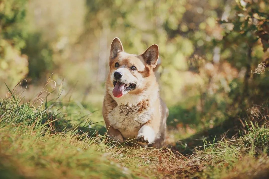 俄罗斯唯一一只柯基警犬退休网友纷纷表示这货也能当警犬