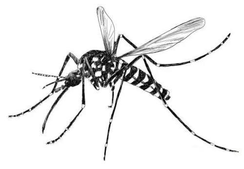 花脚蚊虫叫白纹伊蚊,幼虫孳生于小型容器积水中,是居民家中的常客