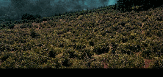 《金刚川》能否超越《八佰》，拿下全球票房冠军？