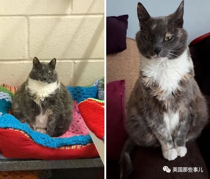 这么多胖猫都一个个瘦下来了!你还有什么借口喵喵喵?
