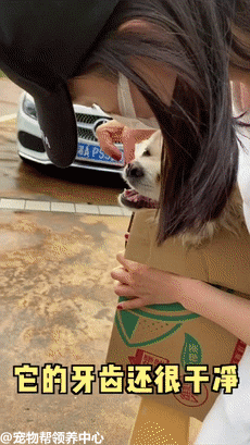 狗狗被装进了一个纸箱子里,它支棱在箱子上四处张望,眼睛笑成了一条