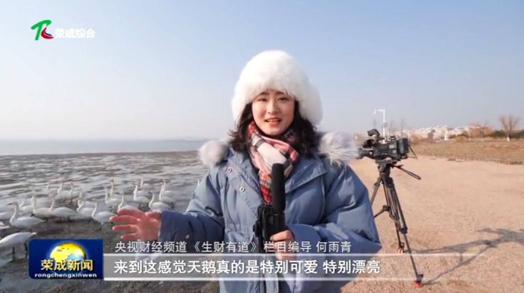 央视财经频道《生财有道》栏目编导 何雨青来到这感觉天鹅特别可爱