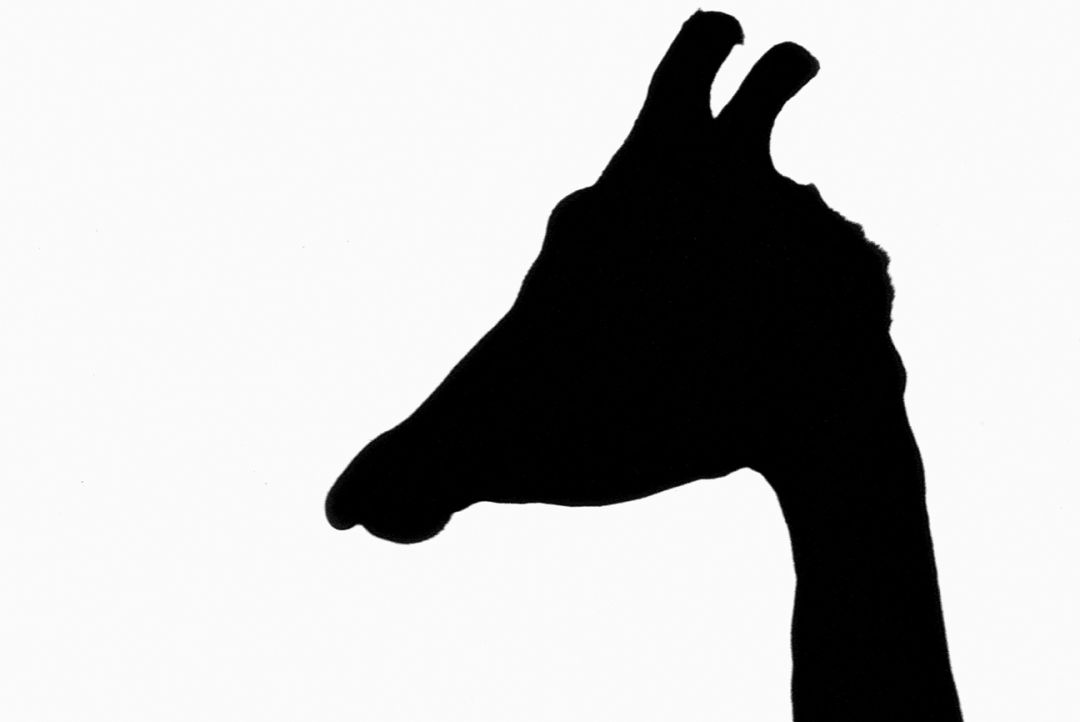 那些因人类的迷信娱乐贪婪，给野生动物带来的苦难