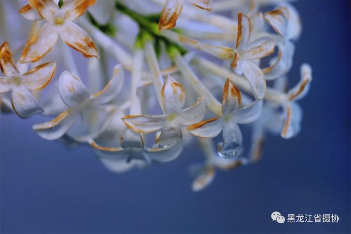 五月的鲜花，开遍龙江大地