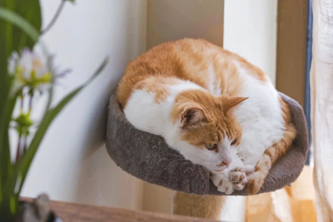 京郊女青年的抱团养老村