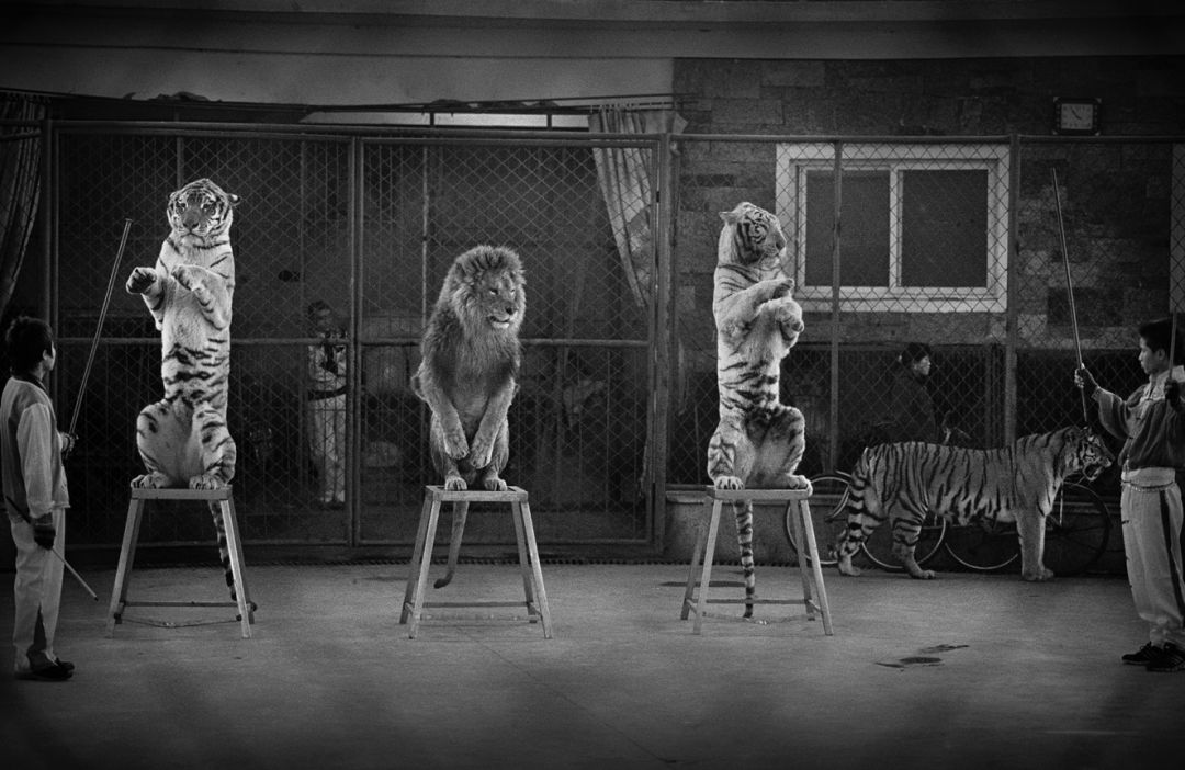 那些因人类的迷信娱乐贪婪，给野生动物带来的苦难