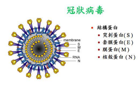 ev71病毒结构_病毒的结构_sars病毒结构