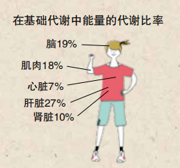 你的身体每天需要多少能量?——每个人都有适宜的能量值