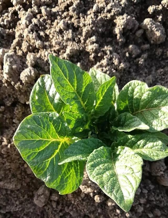 菜吧:海拔1400米的生态种植,14年0农药化肥,他和他的100亩农场