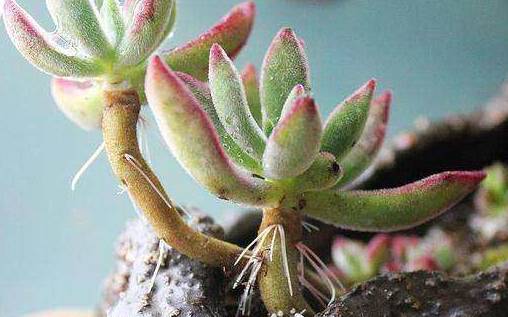 多肉植物不长叶冒出白根系?别大意,这是气根要解决