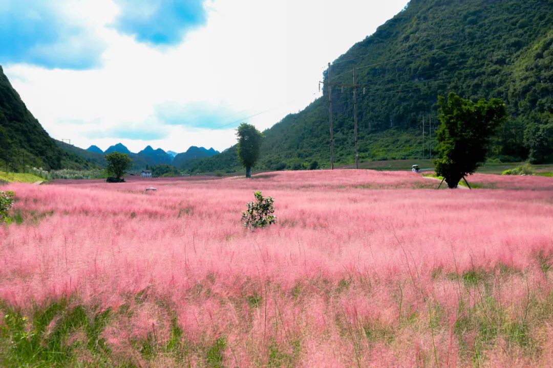 央视《正点财经》关注贵州长顺:粉黛乱子草盛开,浪漫似仙境