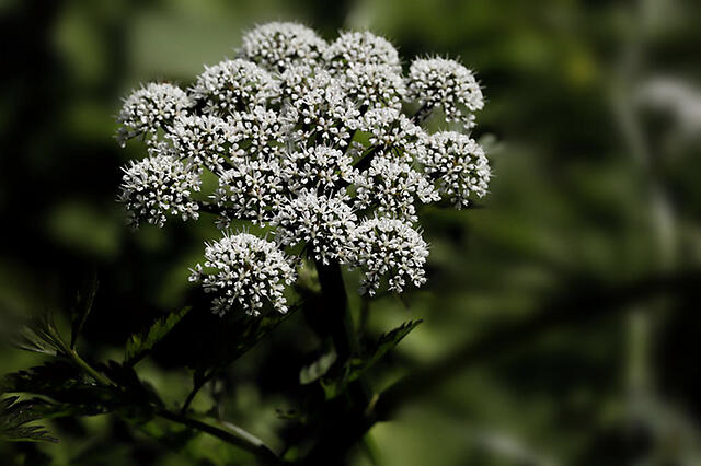 野生水芹花